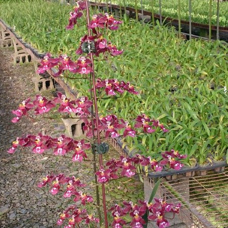 Oncidium Tariflor Lady 2.5"