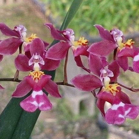 Oncidium Tariflor Lady 2.5"