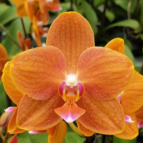 Phalaenopsis KS Pride 2.5" Fragrant