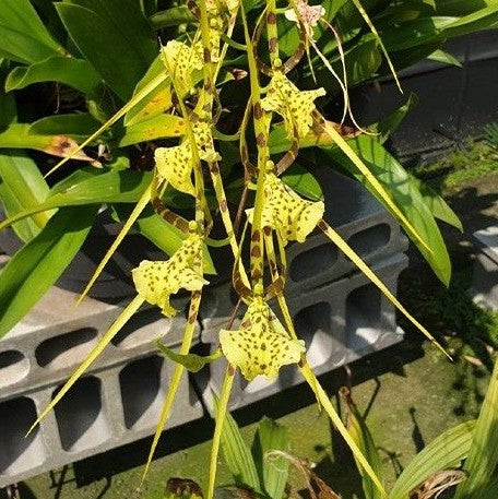 Brassia Rex 3.0"