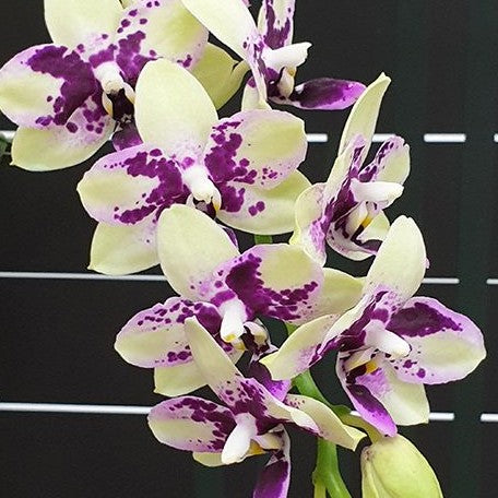 Phalaenopsis Jia Ho Summer Love 2.5"