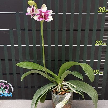 Phalaenopsis Jia Ho Summer Love 2.5"