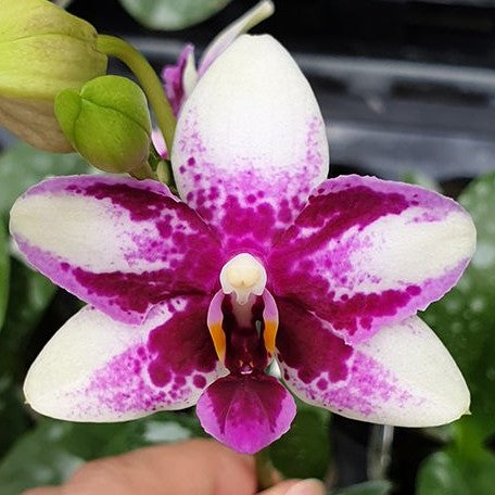 Phalaenopsis Jia Ho Summer Love 2.5"