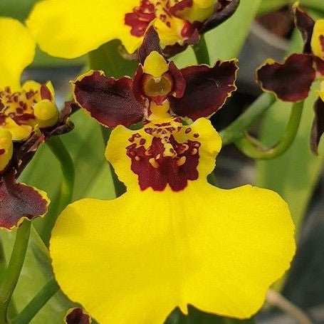 Oncidium Moon Shadow 'Tiger Tail' BM/JOGA 2.5"