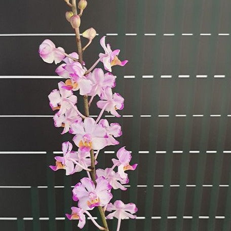 Phalaenopsis Memoria Val Rettig 'Splash' 2.5"