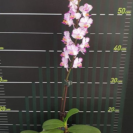 Phalaenopsis Memoria Val Rettig 'Splash' 2.5"