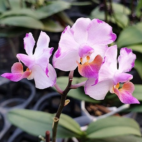 Phalaenopsis Memoria Val Rettig 'Splash' 2.5"