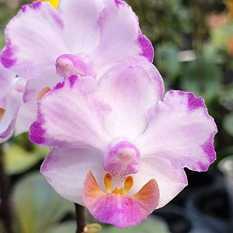 Phalaenopsis Memoria Val Rettig 'Splash' 2.5"