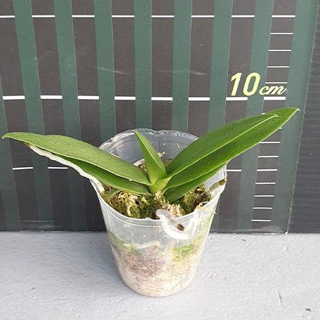 Phalaenopsis Memoria Val Rettig 'Splash' 2.5"