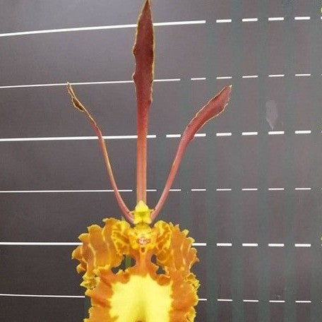 Psychopsis(Psychopsis) Mariposa 2.5"