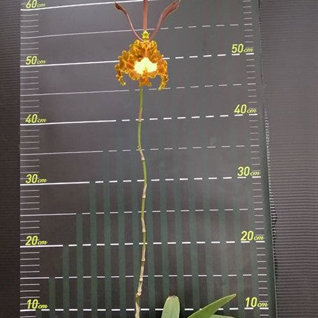 Psychopsis(Psychopsis) Mariposa 2.5"