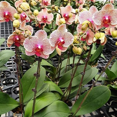 Phalaenopsis I Hsin Sesame 2.5"