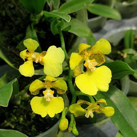 Oncidium ampliatum × sib 2.5"