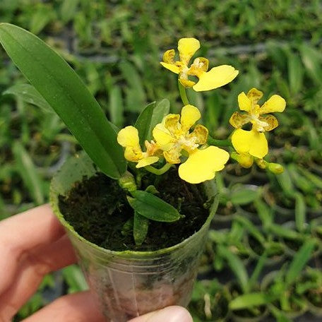 Oncidium ampliatum × sib 2.5"