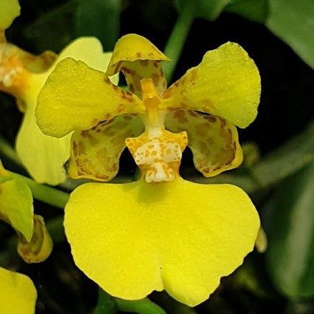 Oncidium ampliatum × sib 2.5"