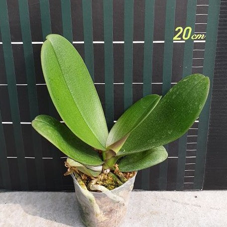 Phalaenopsis I Hsin Sesame 2.5"