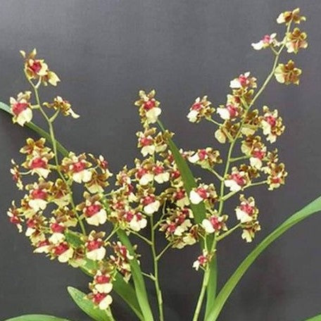 Oncidium Space Race 'CO CO' 2.5"