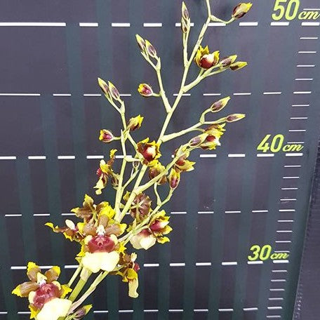 Oncidium Space Race 'CO CO' 2.5"