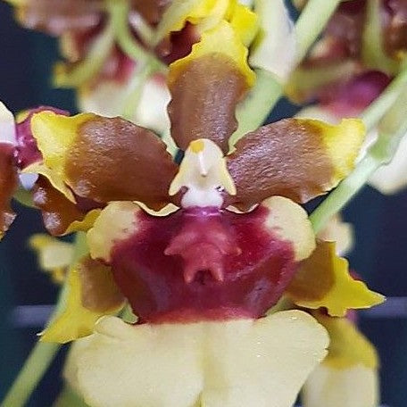 Oncidium Space Race 'CO CO' 2.5"