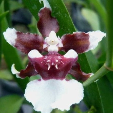 Oncidium Heaven Scent 'Redolence' 2.5"