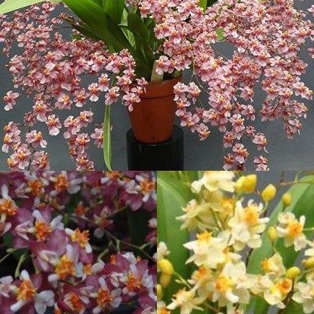 Oncidium unknown hybrid 'Mini' 2.5"