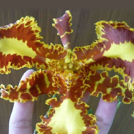 Psychopsis(Psychopsis) Mariposa 'Special' 2.5"