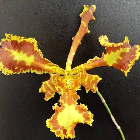 Psychopsis(Psychopsis) Mariposa 'Special' 2.5"