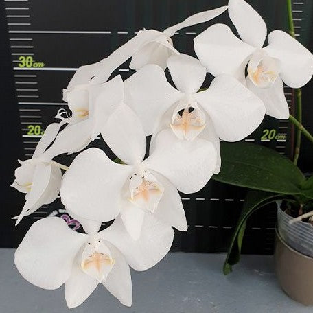 Phalaenopsis amabilis '4N' 2.5"