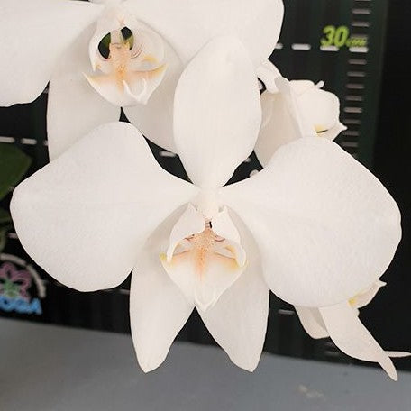 Phalaenopsis amabilis '4N' 2.5"