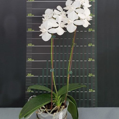 Phalaenopsis amabilis '4N' 2.5"