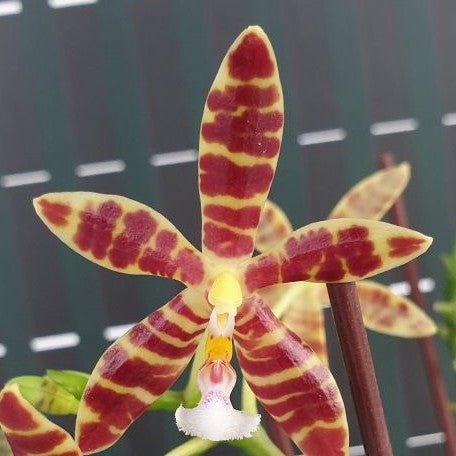 Phalaenopsis Almanis '3045' 2.5" Fragrant