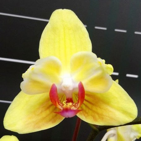 Phalaenopsis Fuller's Sunset '646' (peloric) 2.5"