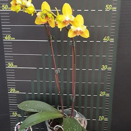 Phalaenopsis Fuller's Sunset '646' (peloric) 2.5"