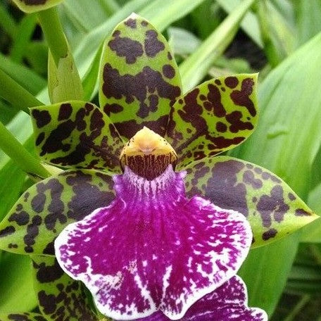 Zygopetalum Hybrid 3.5"