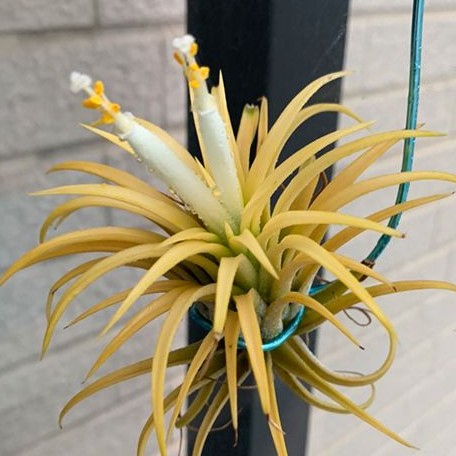 Tillandsia ionantha 'Druid' bareroot