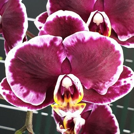 Phalaenopsis Miki Brownie 2.5"