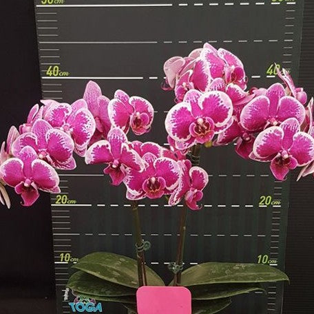 Phalaenopsis OX Happy Girl 2.5"