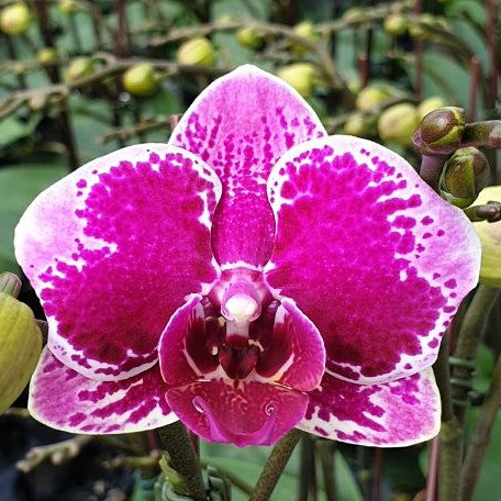 Phalaenopsis OX Happy Girl 2.5"