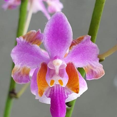 Phalaenopsis pulcherrima '618' 2.5"