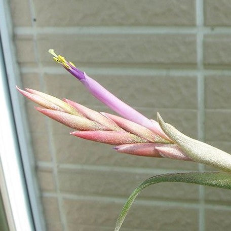 Tillandsia intermedia bareroot