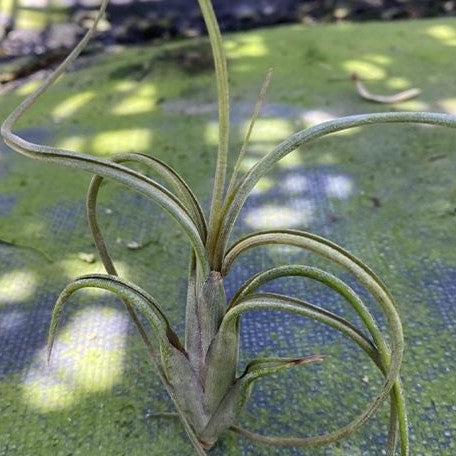 Tillandsia intermedia bareroot