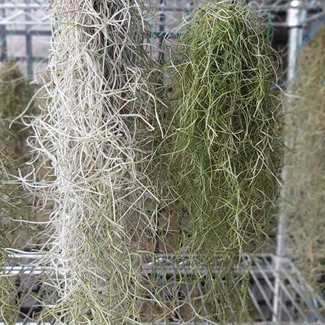 Tillandsia usneoides bareroot