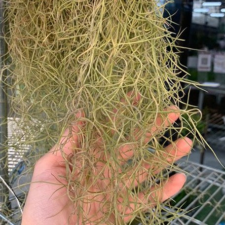 Tillandsia usneoides bareroot