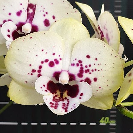 Phalaenopsis Miki Golden Treasure '515' 2.5"