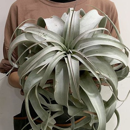 Tillandsia xerographica bareroot