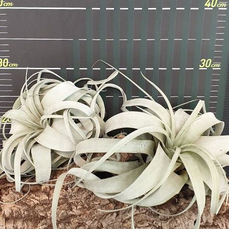 Tillandsia xerographica bareroot