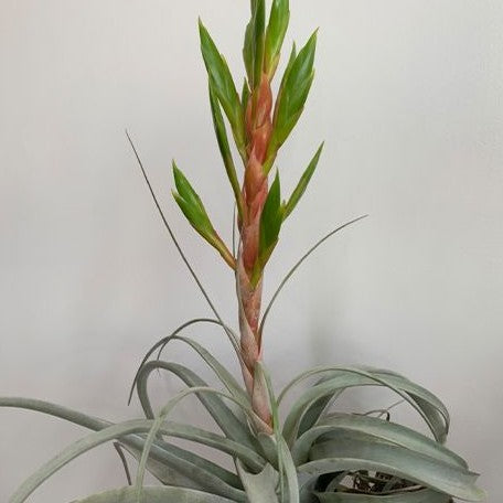 Tillandsia xerographica bareroot