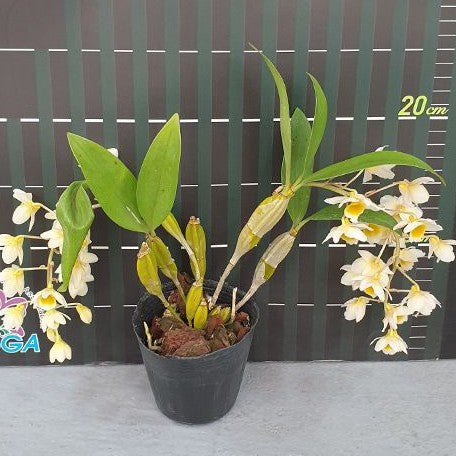 Dendrobium farmeri × sib 2.5"