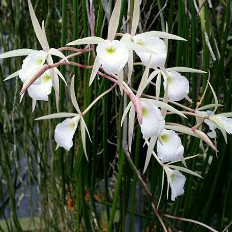 Brassavola flagellaris × sib 2.0"