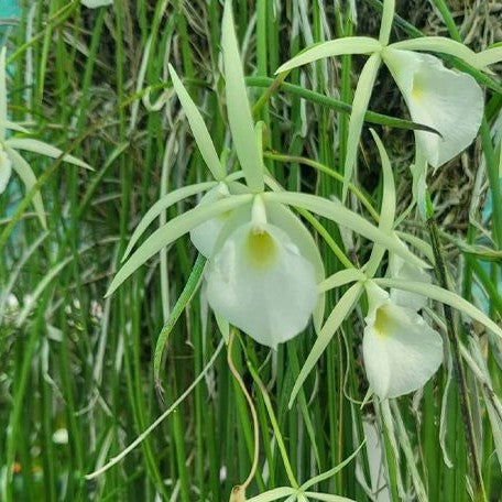 Brassavola flagellaris × sib 2.0"